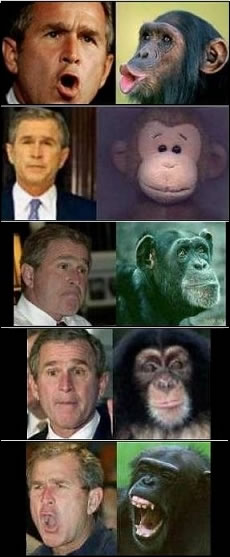 22-bush.jpg