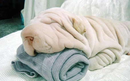 52-toweldog.jpg