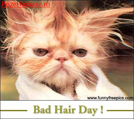 bad_hairday.jpg